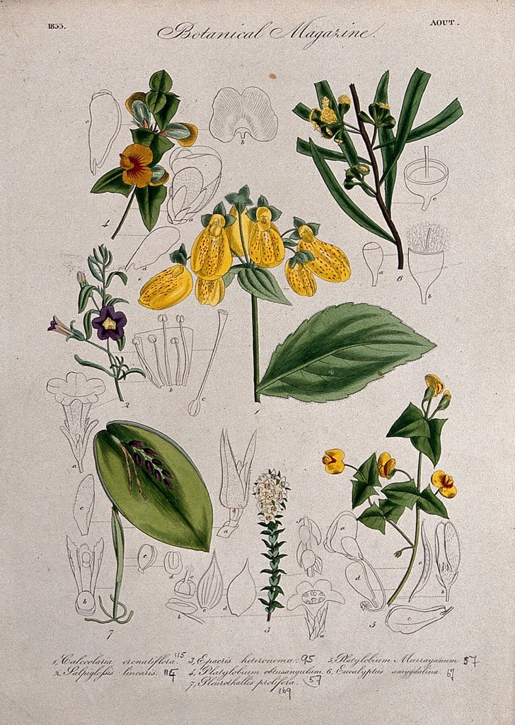 Seven British garden plants, including