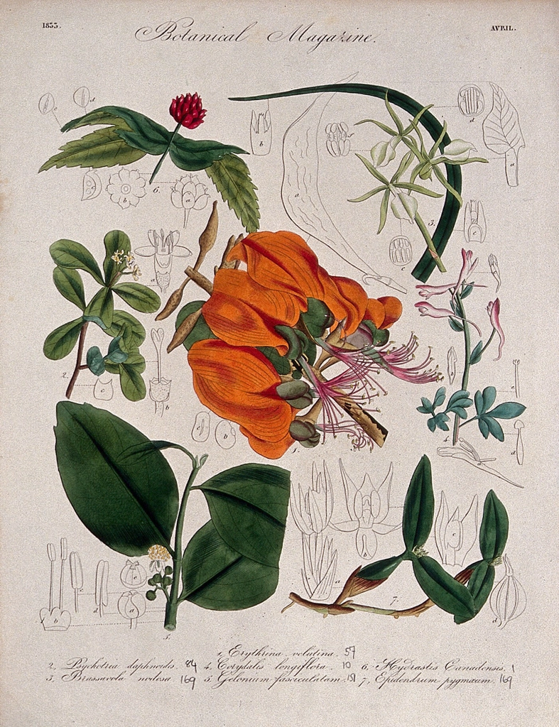 Seven British garden plants, including
