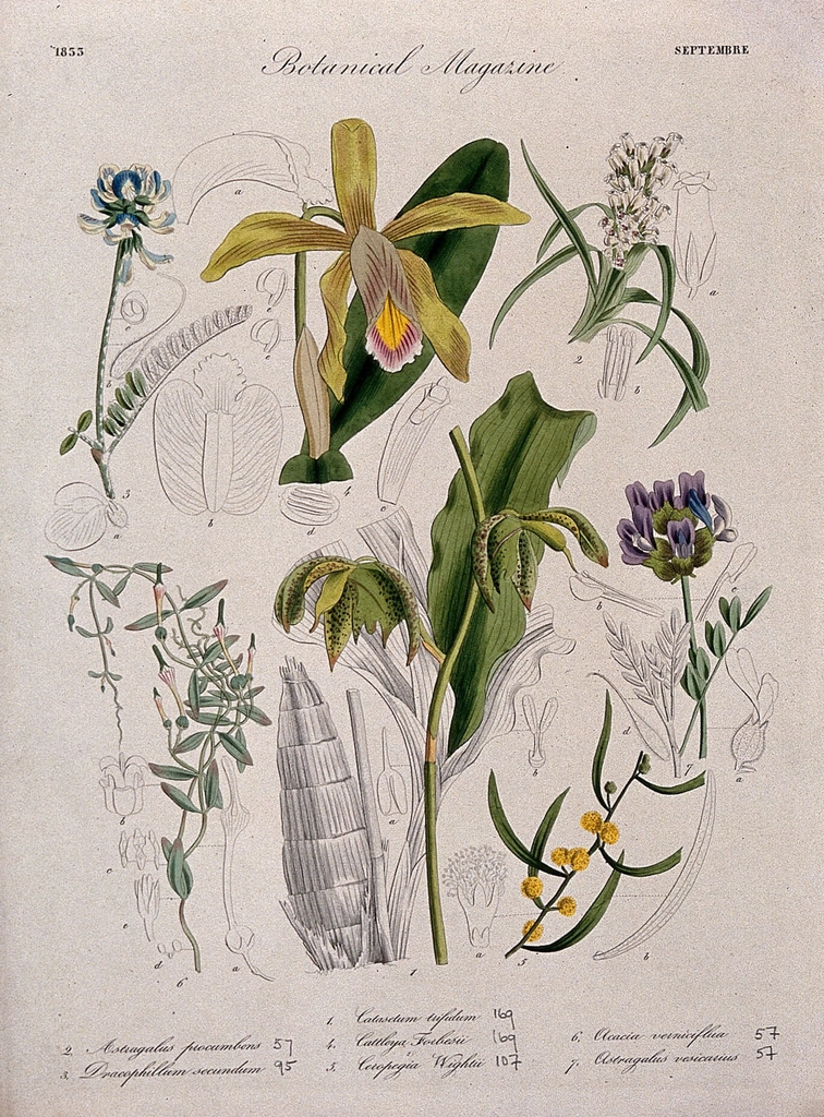 Seven British garden plants, including