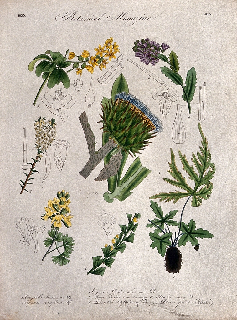 Seven British garden plants, including