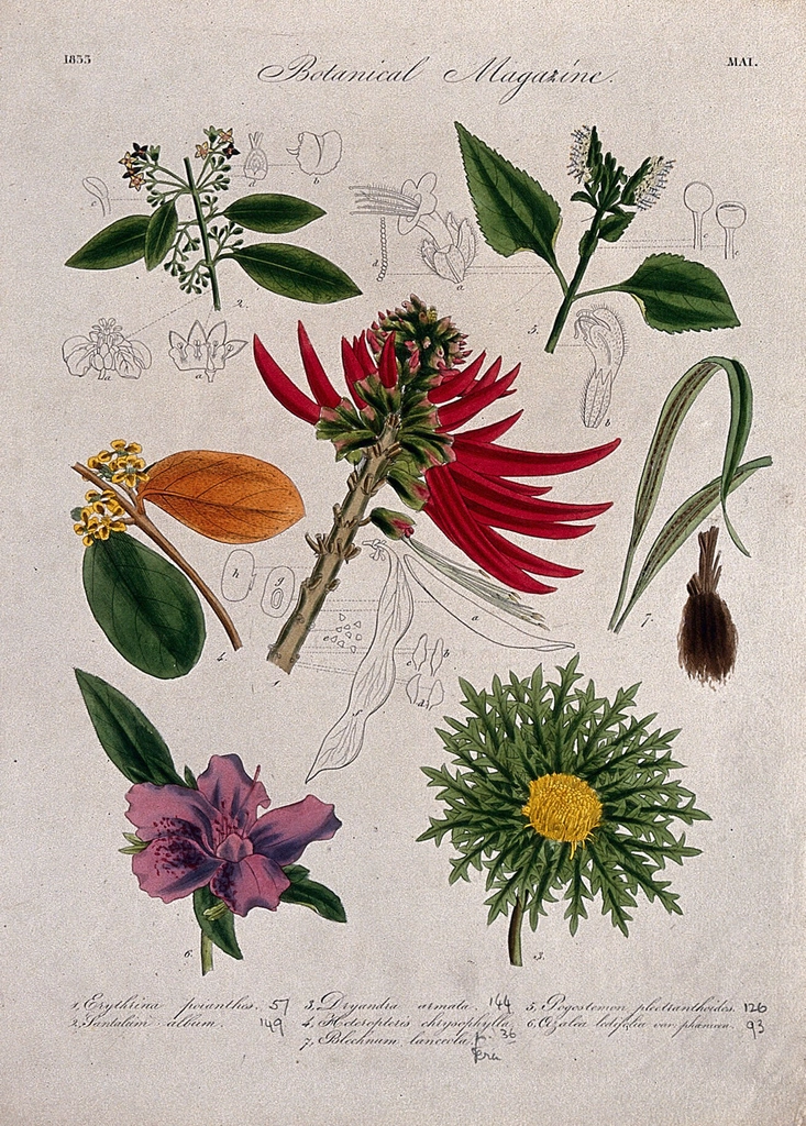 Seven British garden plants, including