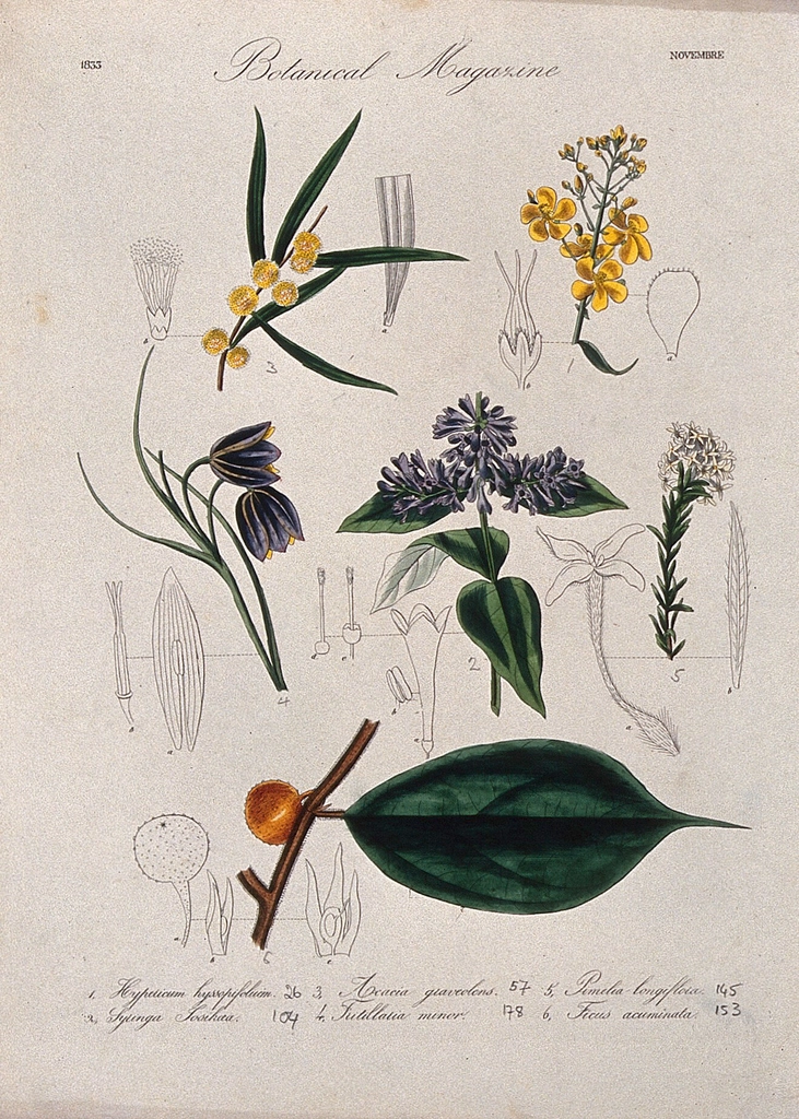 Seven British garden plants, including