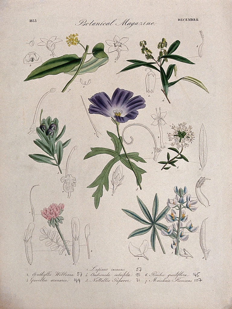 Seven British garden plants, including
