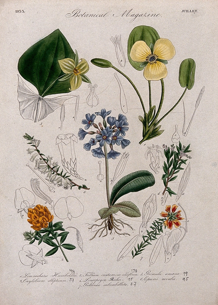 Seven British garden plants, including