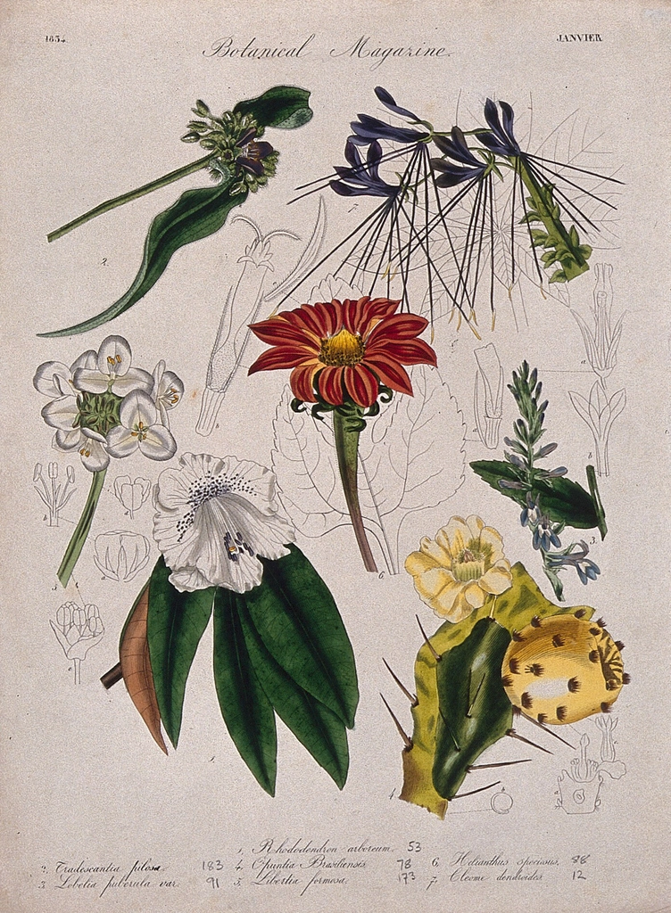 Seven British garden plants, including