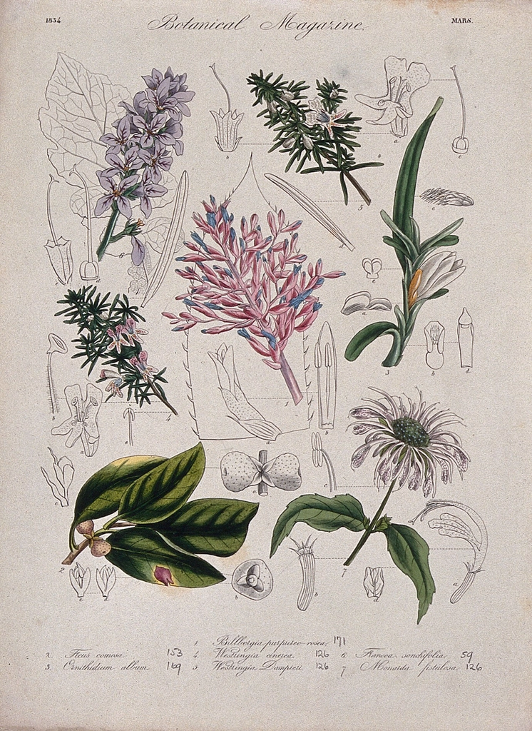 Seven garden plants: flowering stems