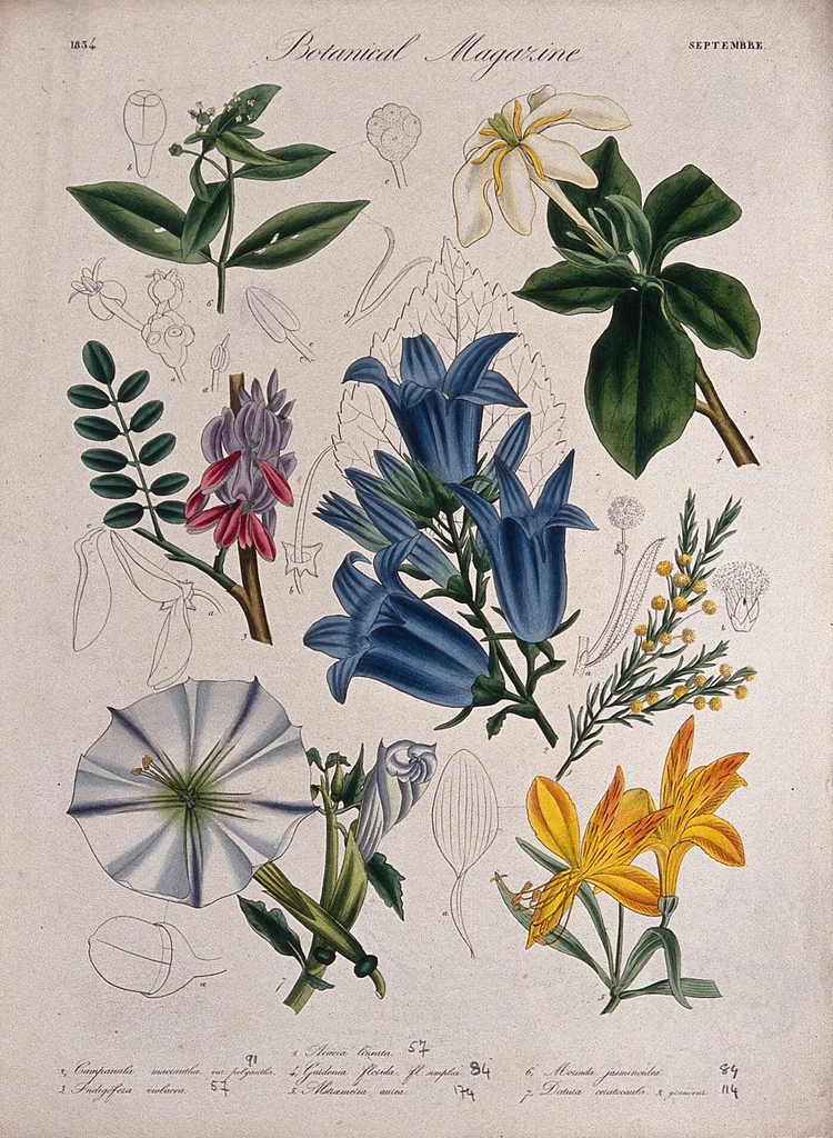 Seven garden plants, including Cape