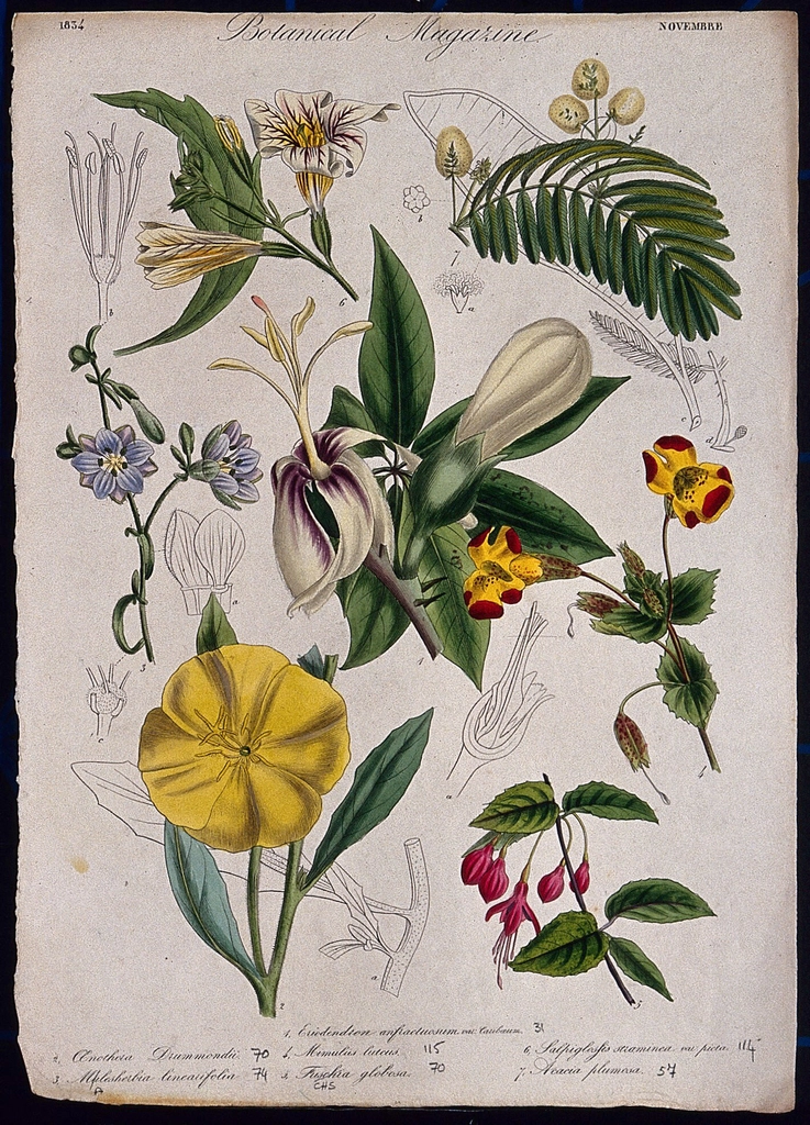 Seven garden plants, including fuchsia
