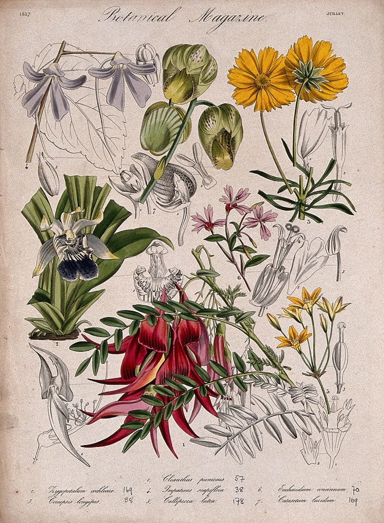 Seven garden plants, including glory