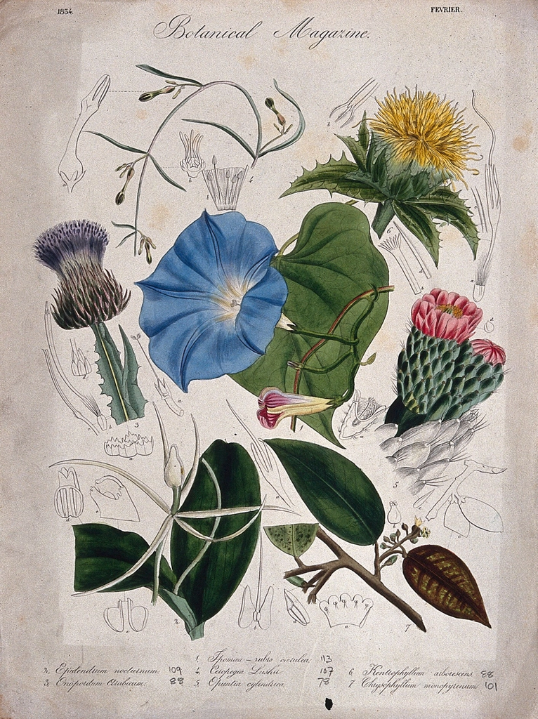 Seven garden plants, including hèavenly