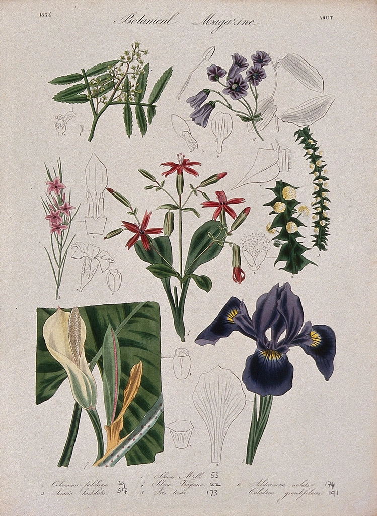 Seven garden plants, including iris: