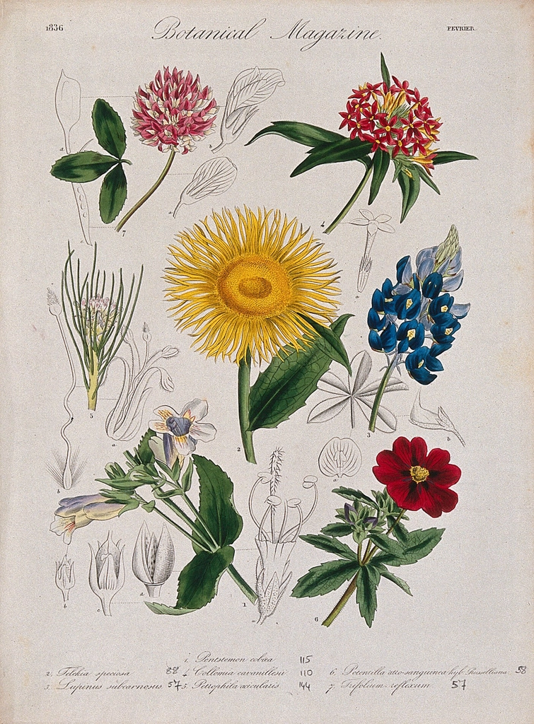 Seven garden plants, including lupin