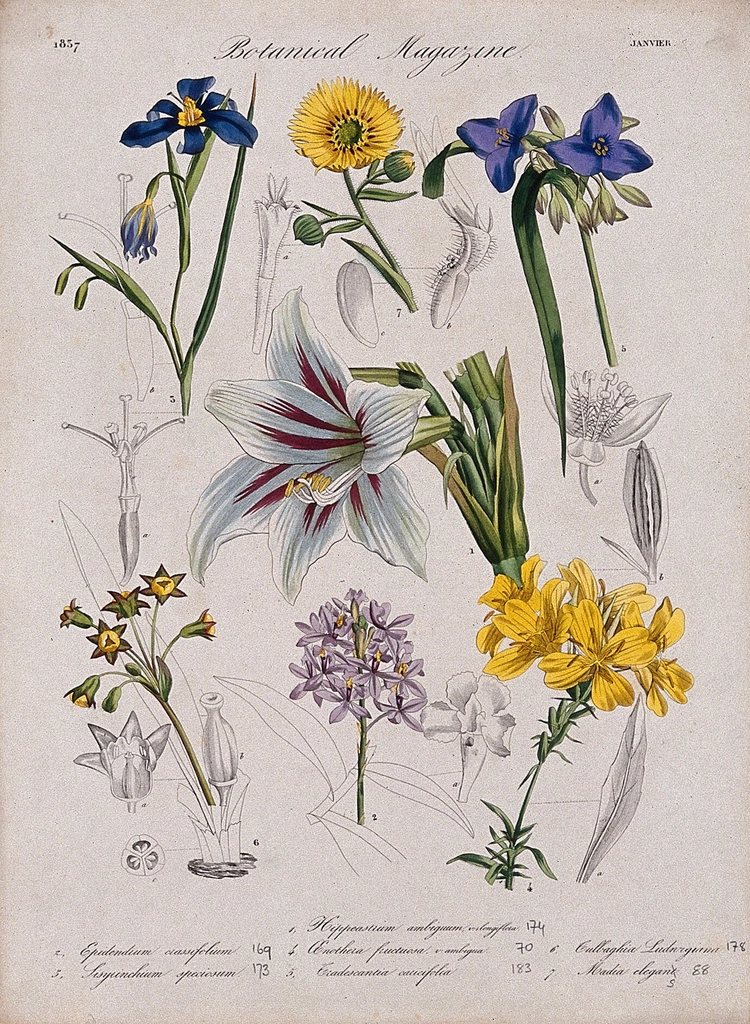 Seven garden plants, including orchid