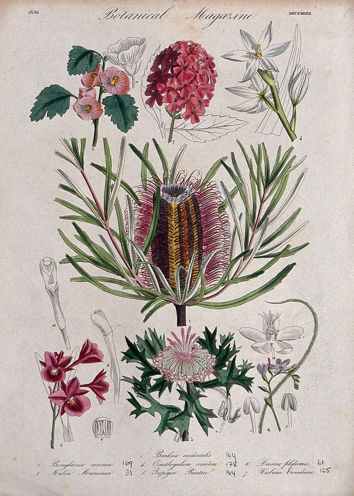 Seven garden plants, including orchid