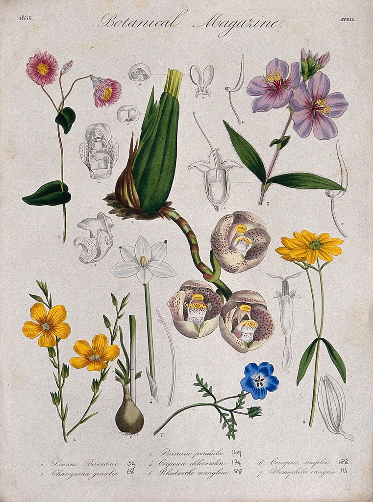 Seven garden plants, including orchid
