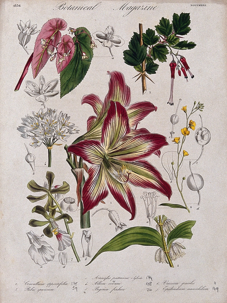 Seven garden plants, including orchid
