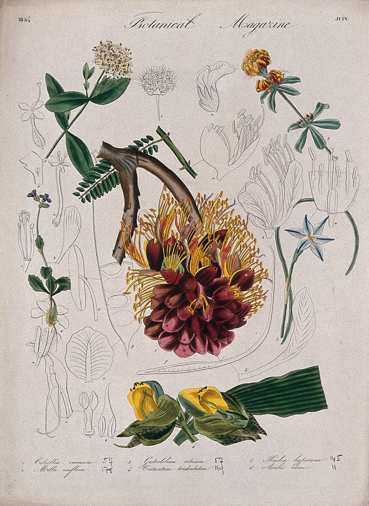 Seven garden plants, including orchid: