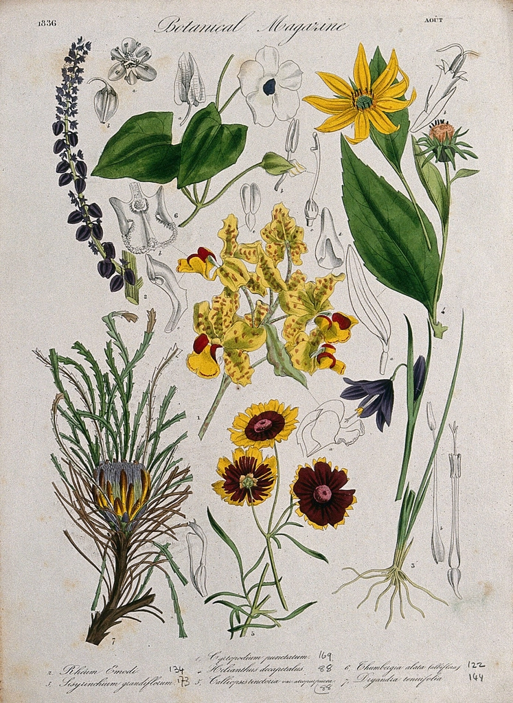 Seven garden plants, including orchid