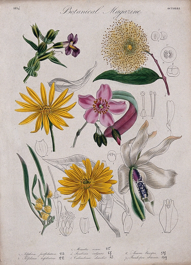 Seven garden plants, including orchid: