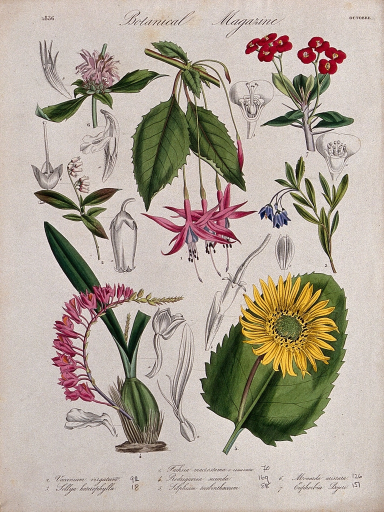 Seven garden plants, including orchid