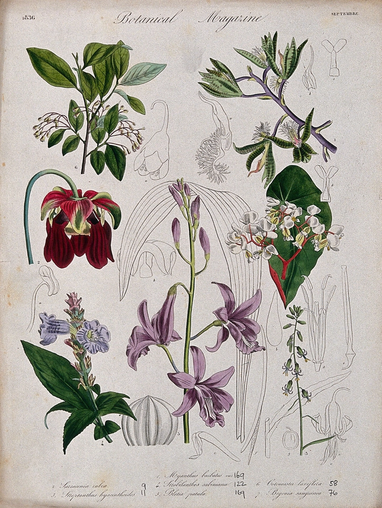 Seven garden plants, including orchid