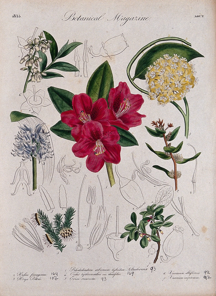 Seven garden plants, including orchid