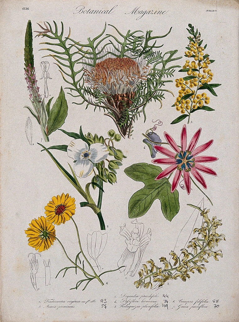 Seven garden plants, including orchid