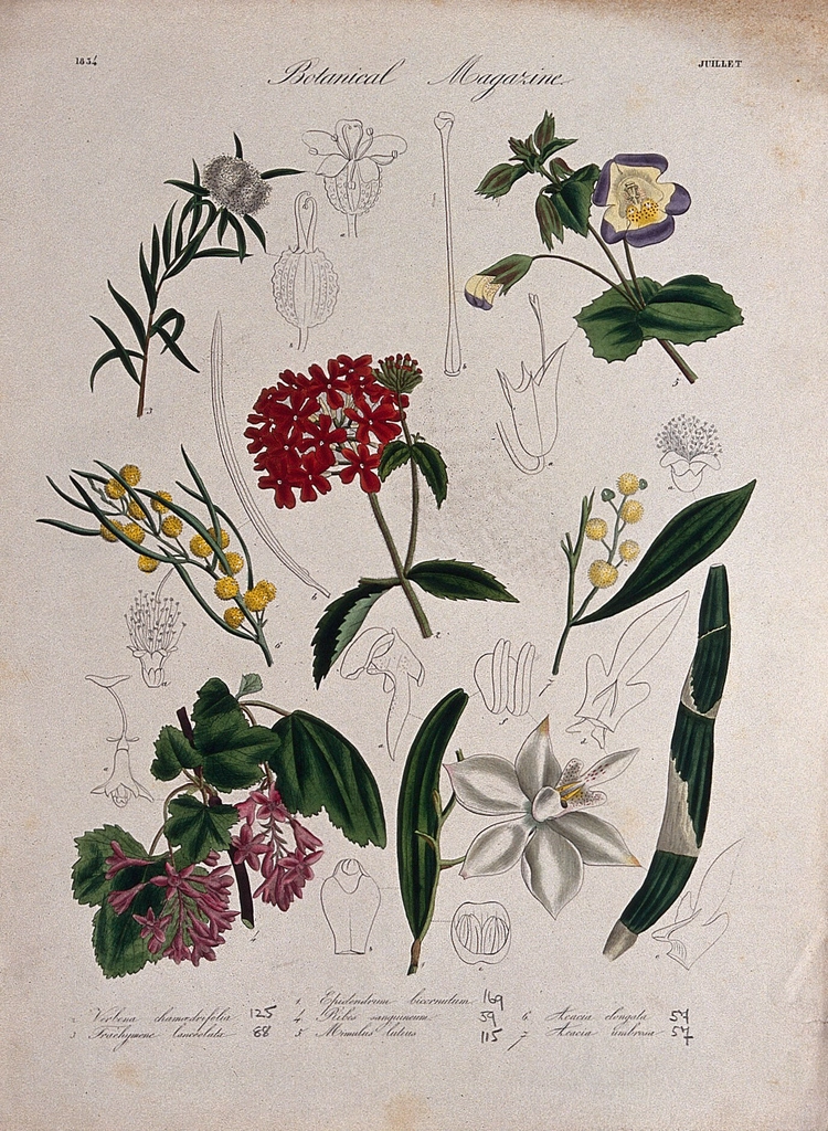 Seven garden plants, including orchid: