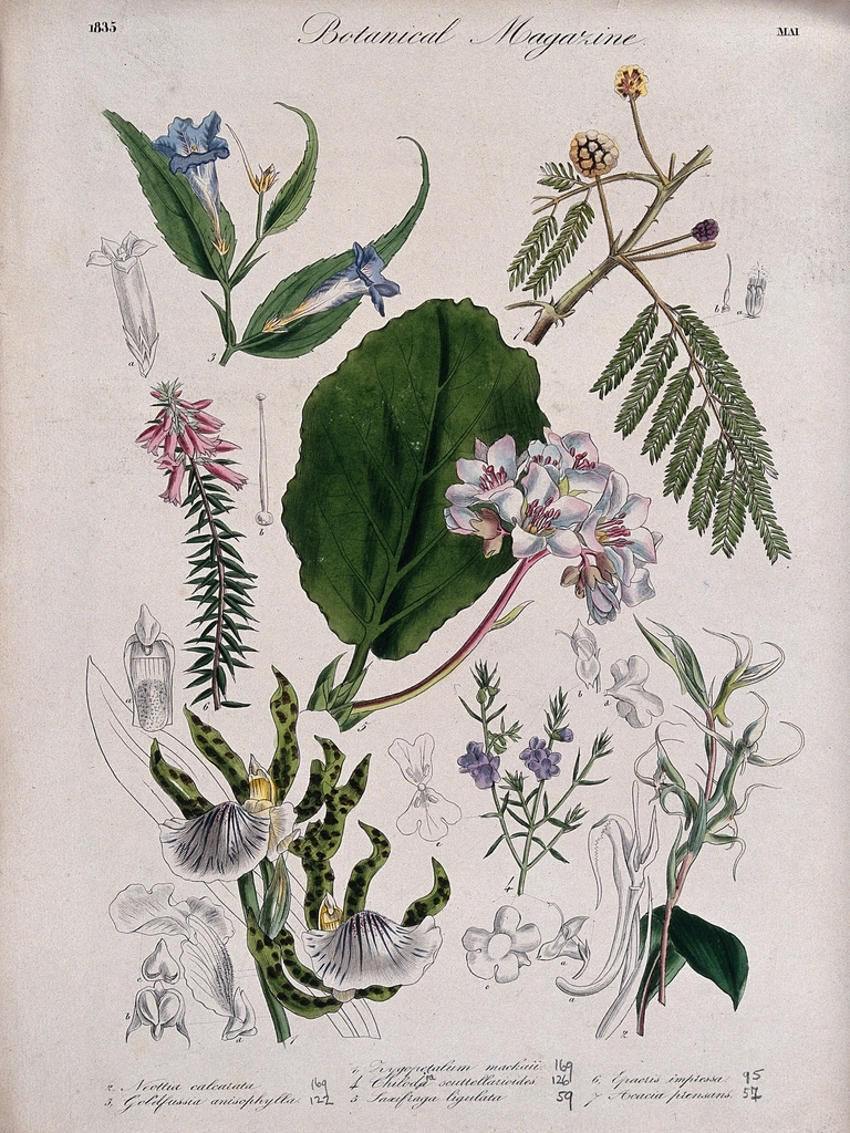 Seven garden plants, including two