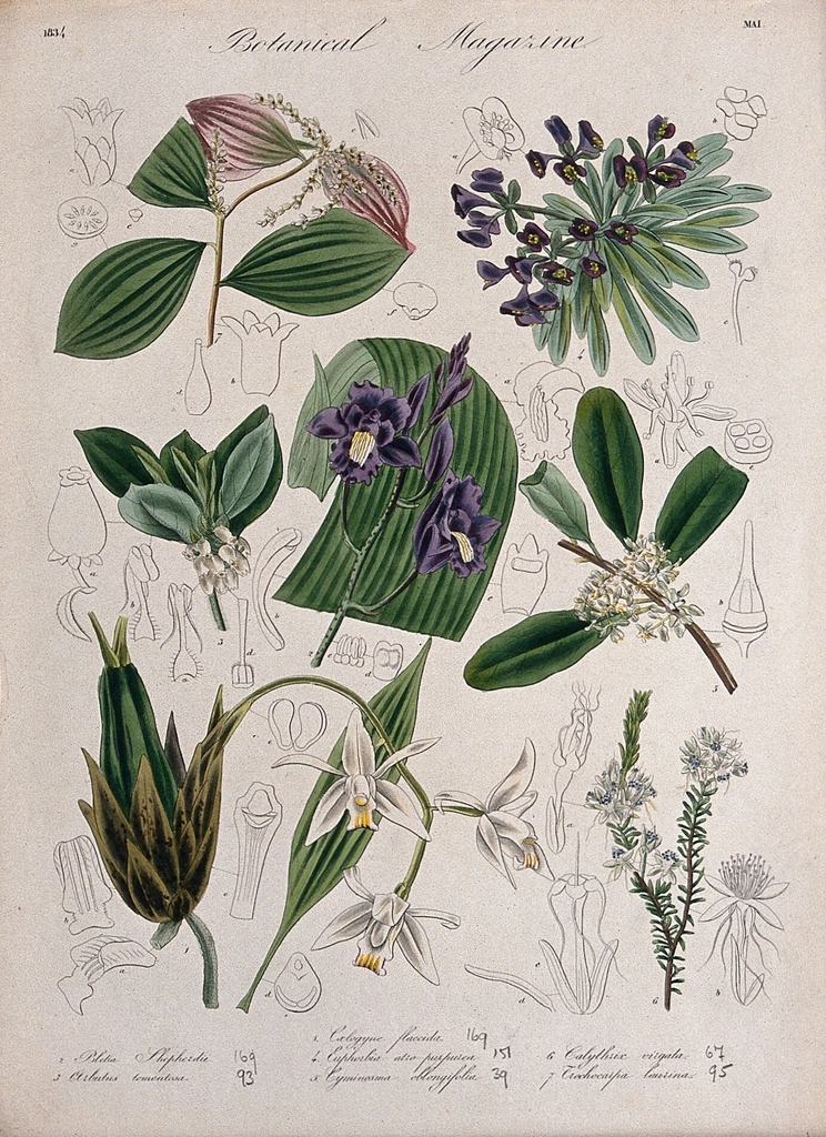 Seven garden plants, including two