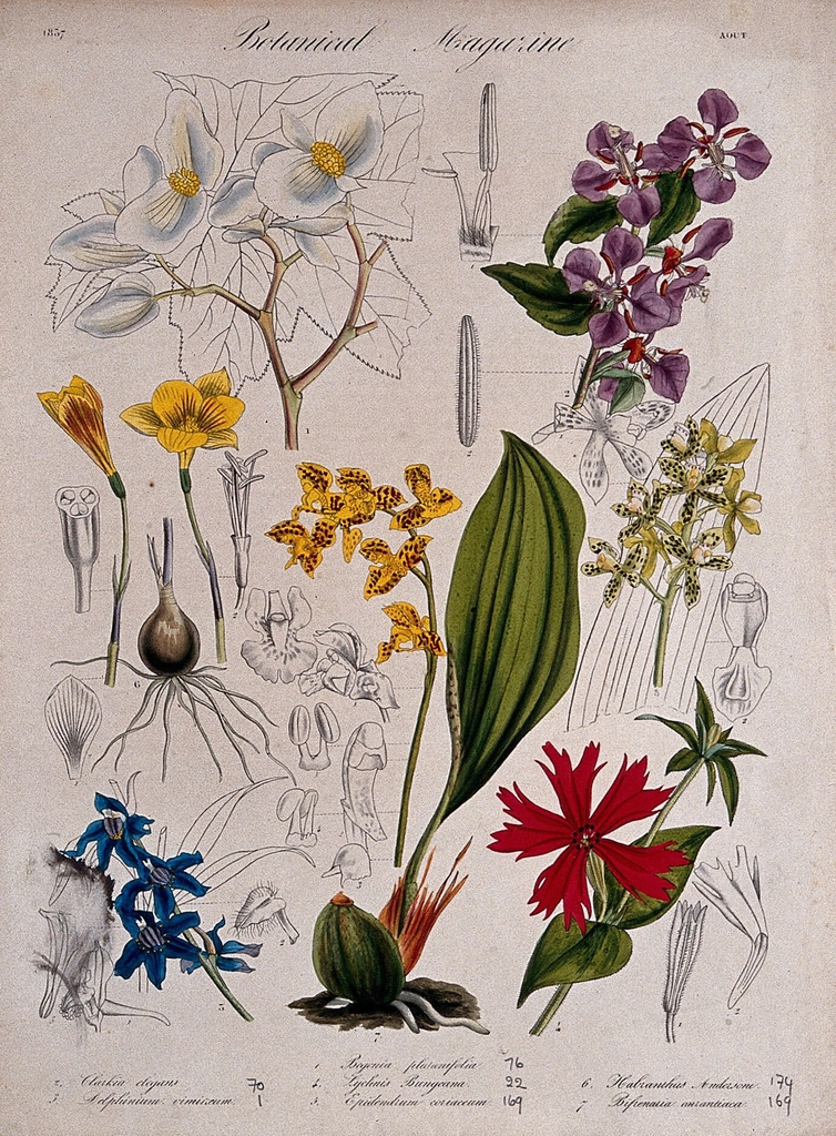 Seven garden plants, including two
