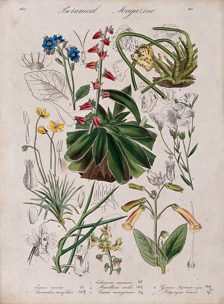 Seven garden plants, including two