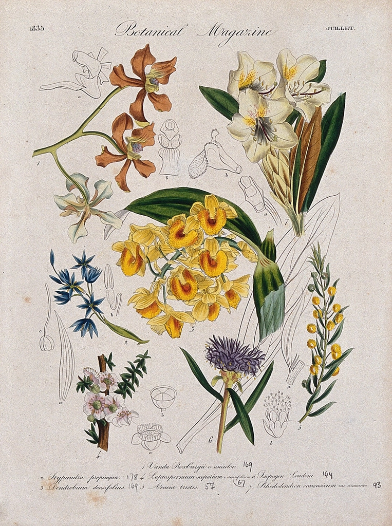 Seven garden plants, including two