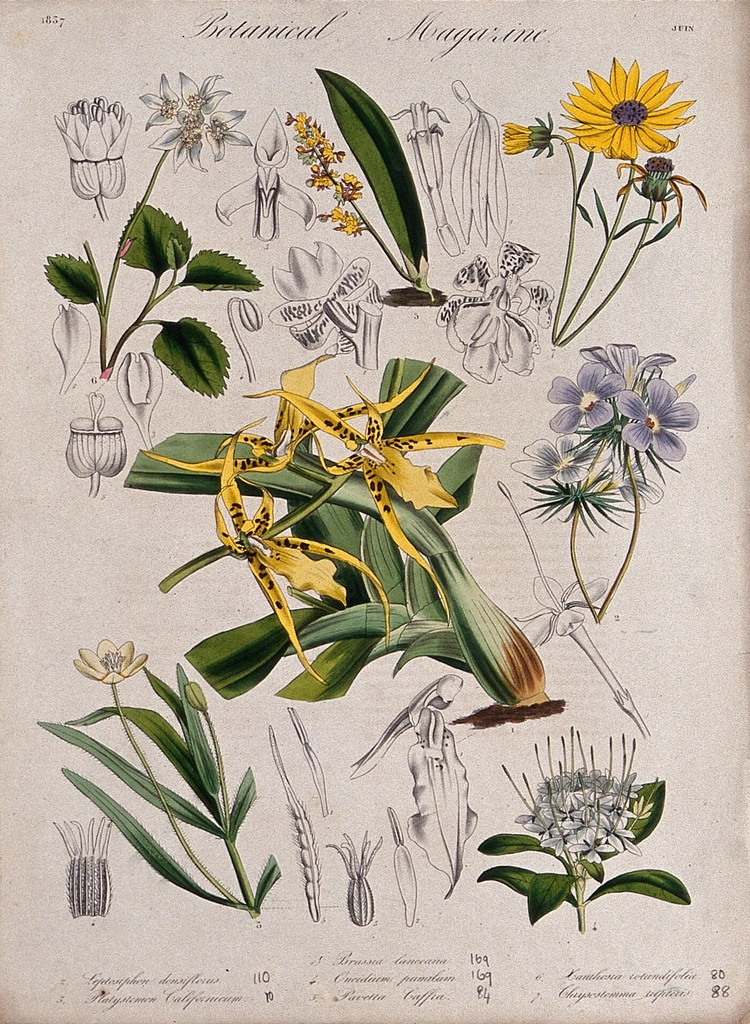 Seven garden plants, including two
