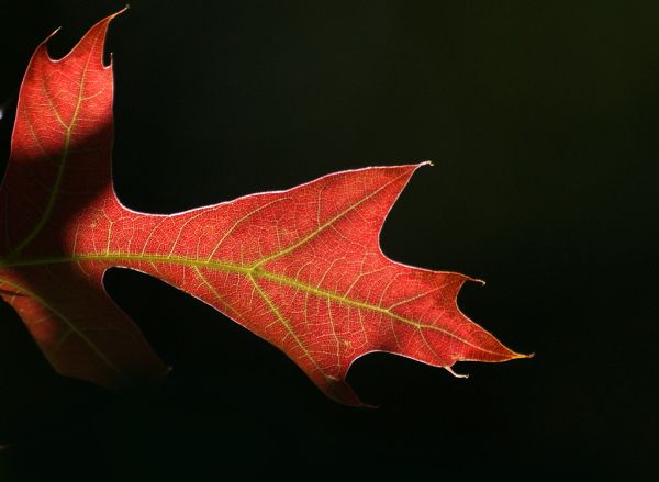 Shades of Fall.