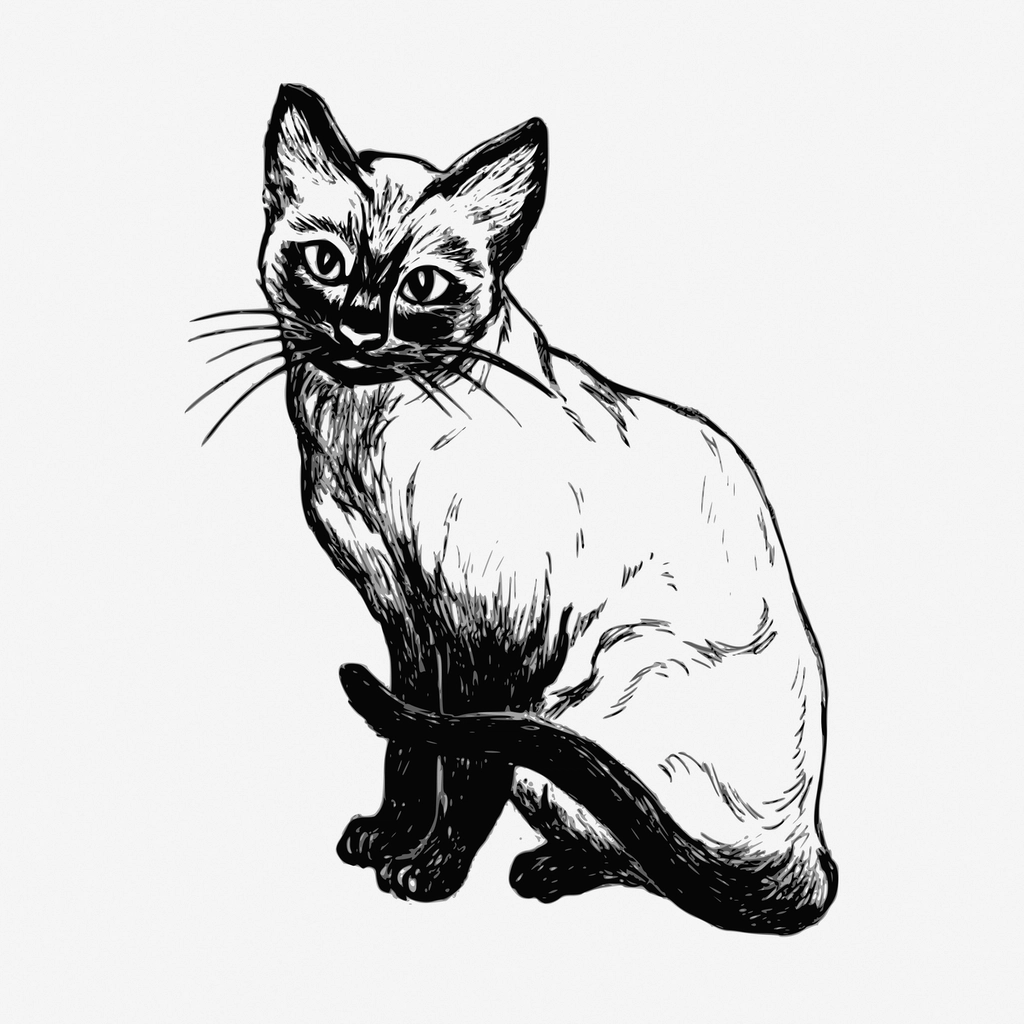 Siamese cat hand drawn illustration