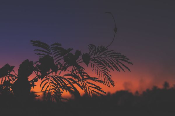 Silhouette of palm trees at tropical sunset on Bali island.
