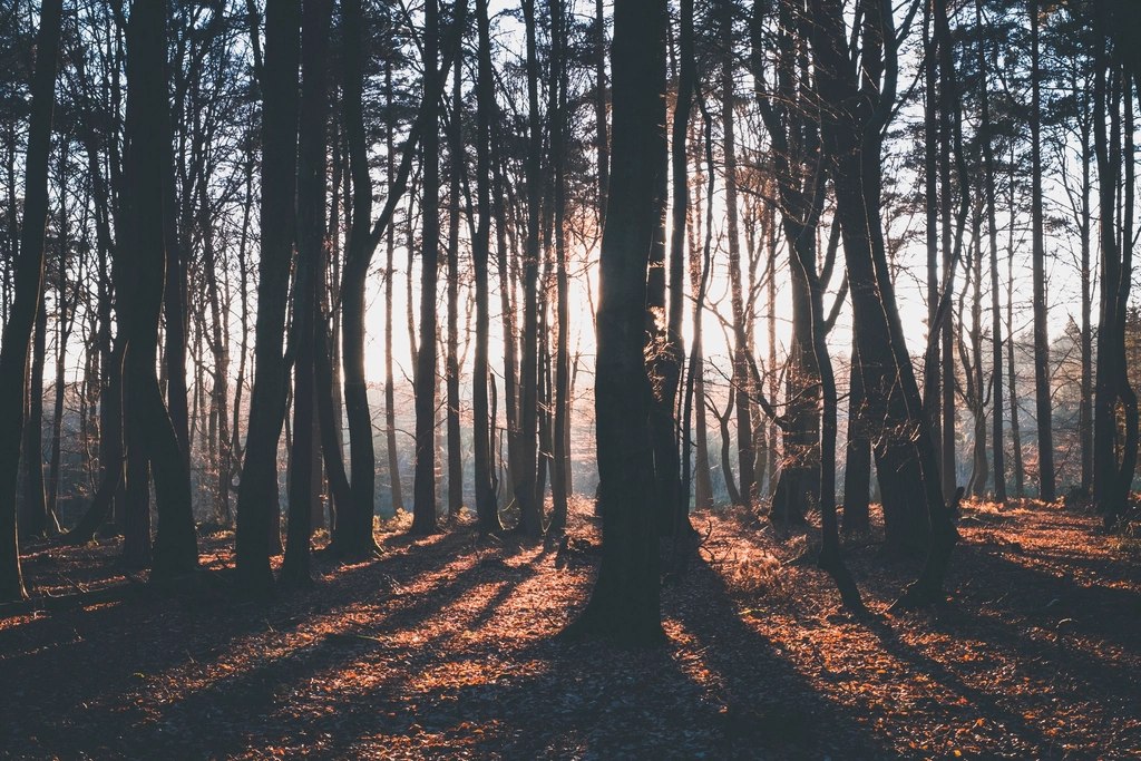 Silhouette shadows forest trees golden