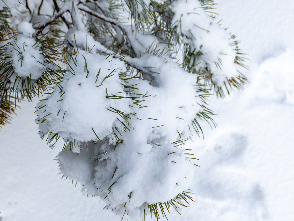 Snow Winter