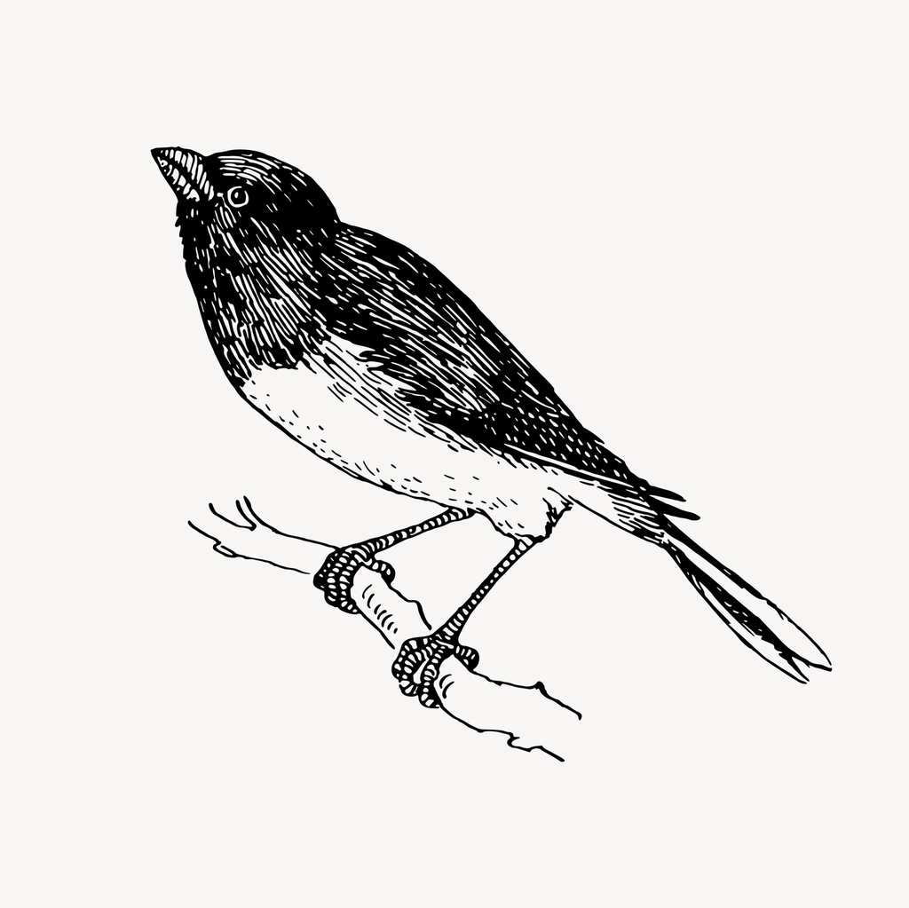 Snowbird clipart, drawing illustration vector