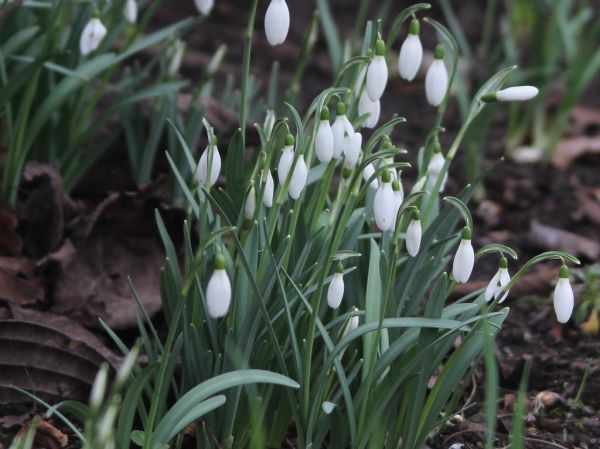 Snowdrops. Explored.