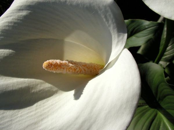 Sometimes A Flower Is Just a Flower
