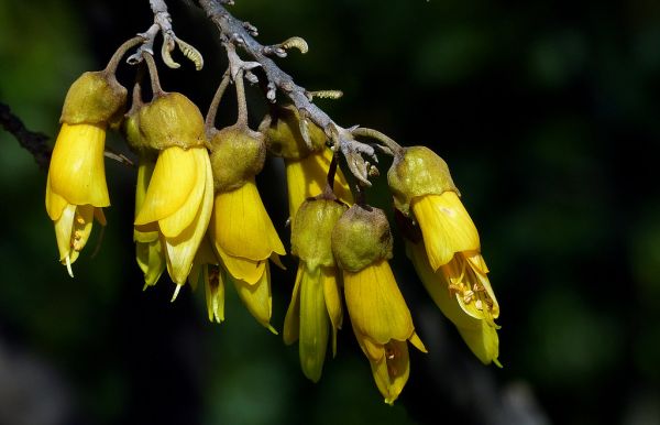 Sophora. (Kowhai) NZ