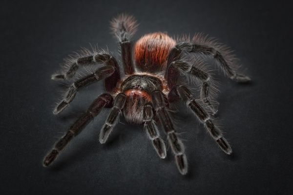 Spider tarantula
