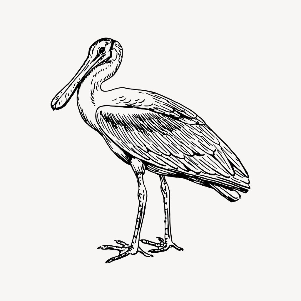 Spoonbill clipart, drawing illustration vector