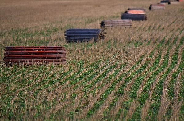 Spring Harvest