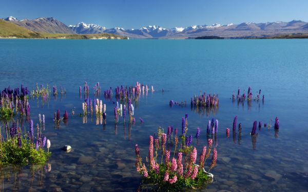 Spring. Lake Tekapo. NZ.