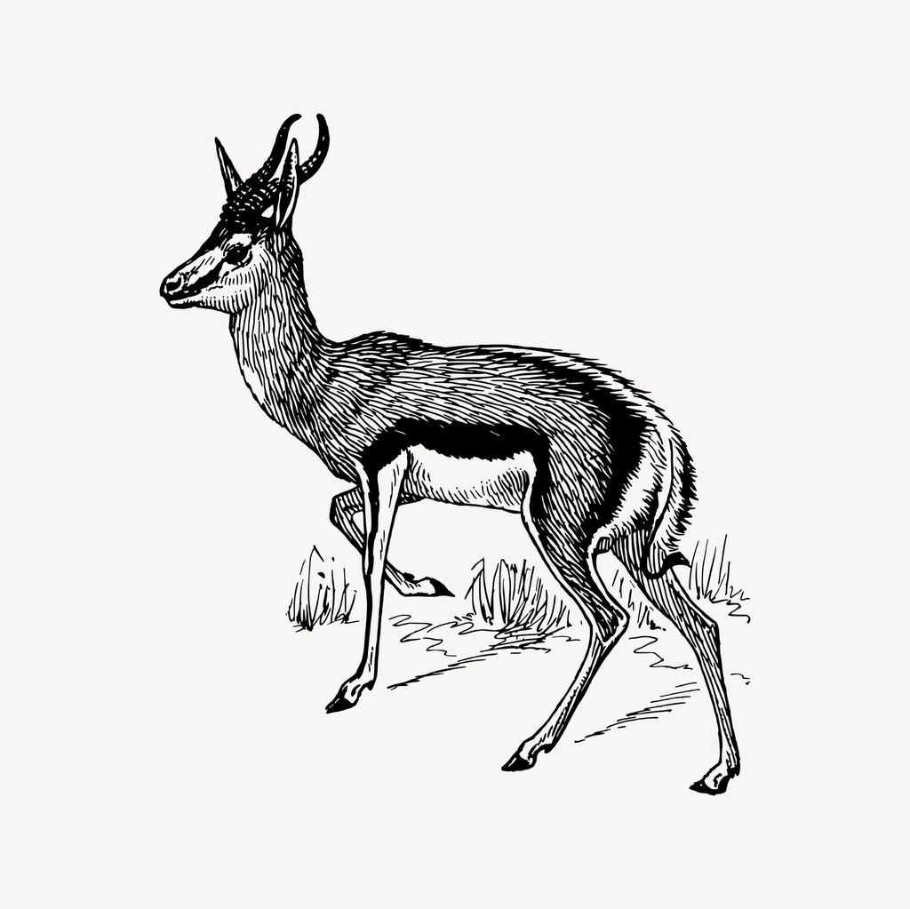 Springbok clipart, drawing illustration vector