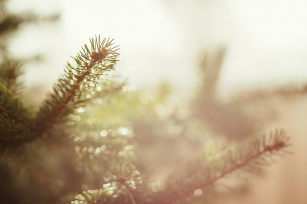Spruce close up