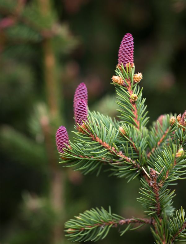 Spruce flowers